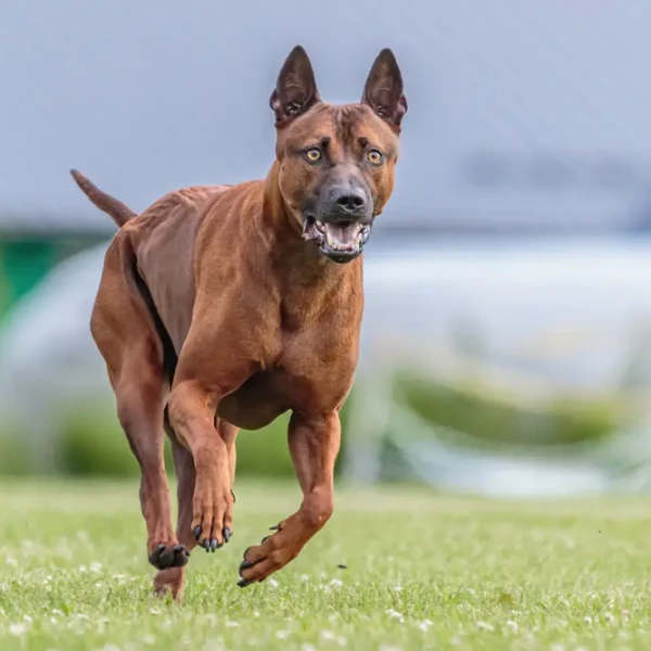 Chien Thailandais A Crete Dorsale