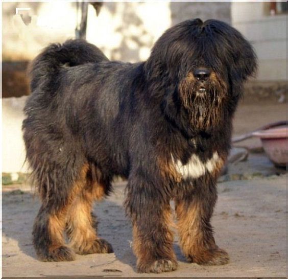 Tibetan-Kyi-Apso 01