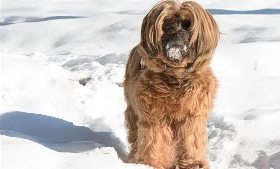 Tibetan-Kyi-Apso 02