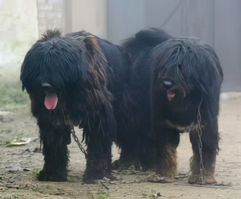 Tibetan-Kyi-Apso 03