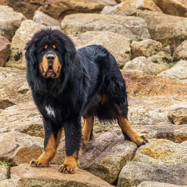 Dogue du Tibet