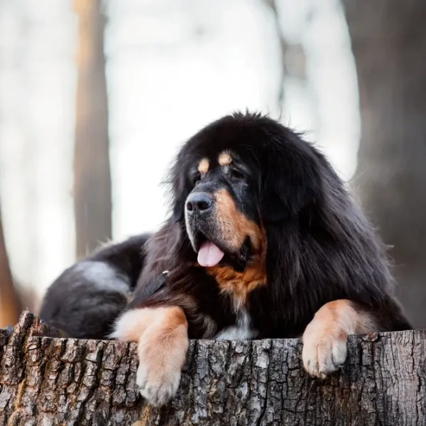 Dogue du Tibet