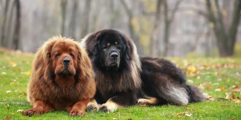 Le gardien des sommets : Dogue du Tibet