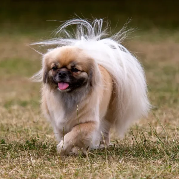 Tibetan-Spaniel 01