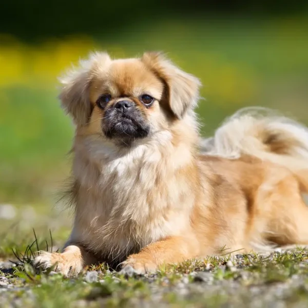 Tibetan-Spaniel 02