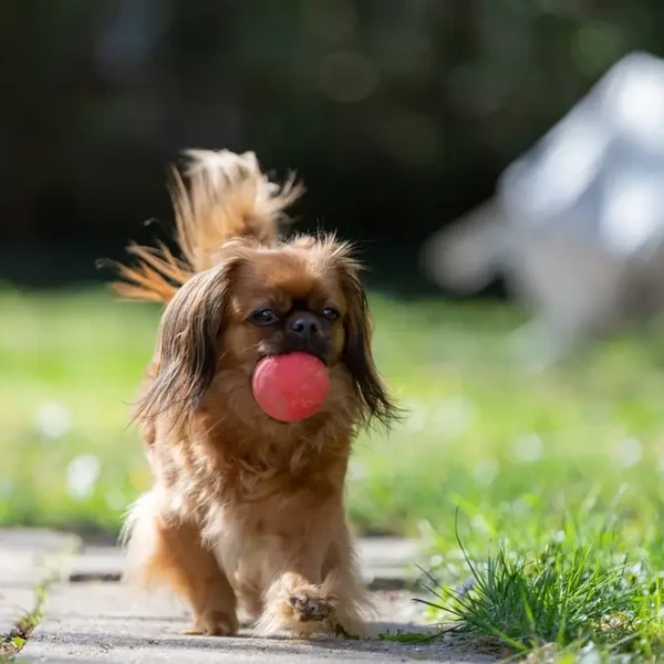 Tibetan-Spaniel 03