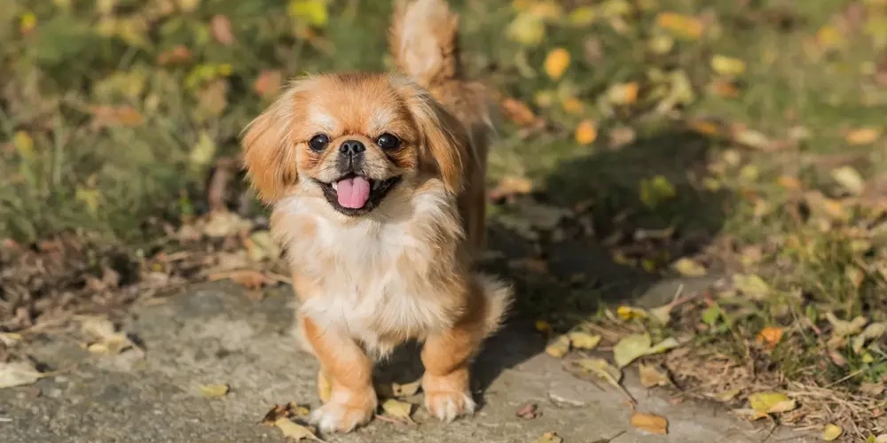 Tibetan-Spaniel 04