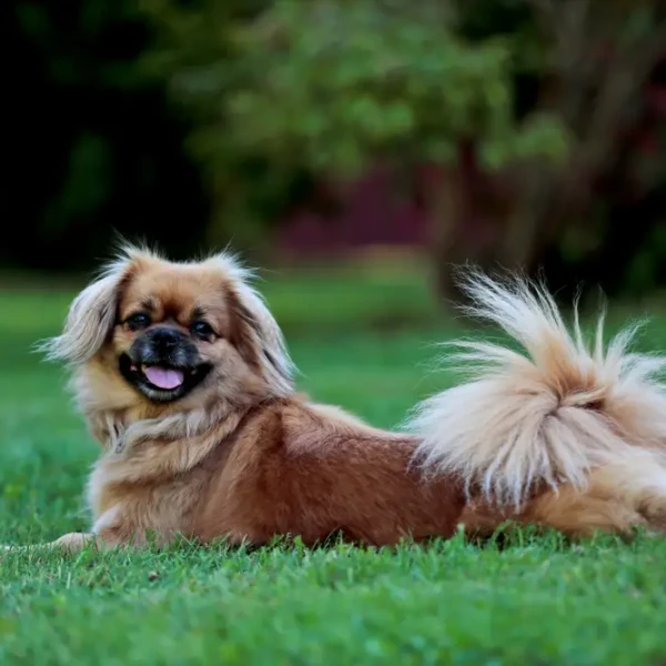 Tibetan-Spaniel 05