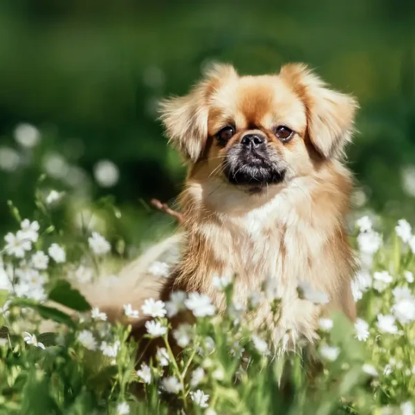 Tibetan-Spaniel 06