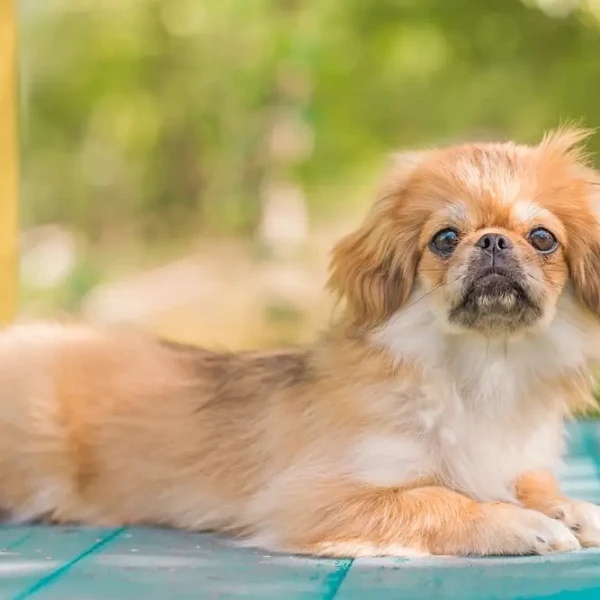 Tibetan-Spaniel 07