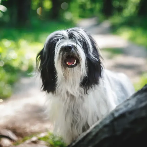 Terrier Tibetain