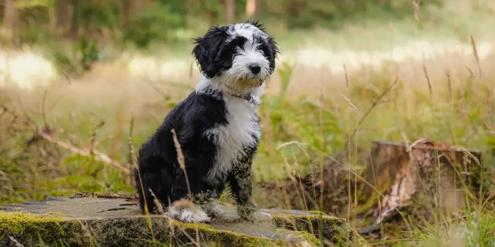Le Terrier Tibetain, un faux terrier au poil d'humain