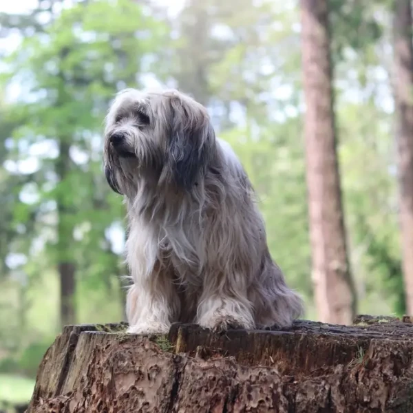 Terrier Tibetain