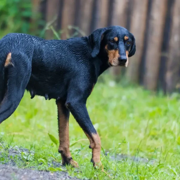Chien courant de Transylvanie