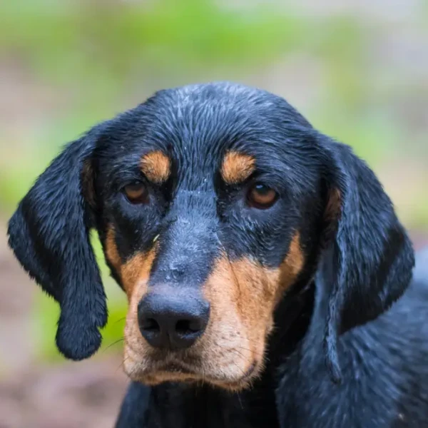 Chien courant de Transylvanie