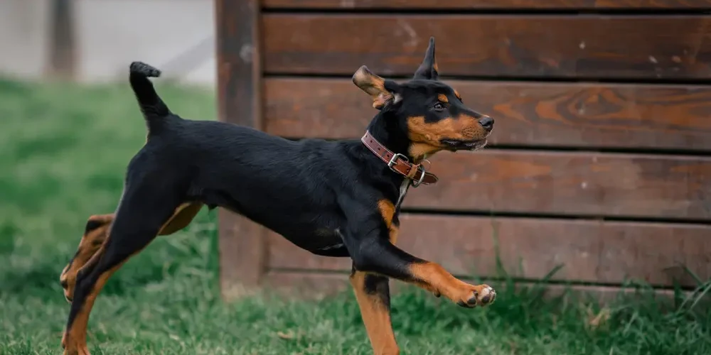 Le Chien courant de Transylvanie : survivant des Carpates