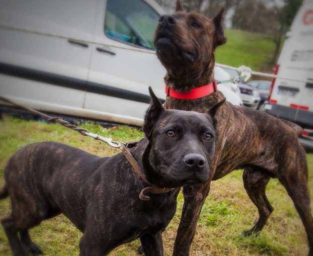 Le Villanuco de Las Encartaciones : chien basque, mémoire vivante