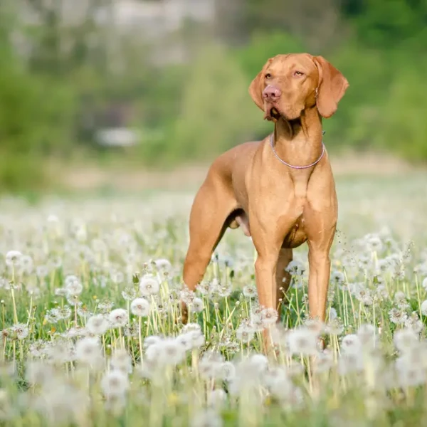 Braque Hongrois A Poil Court (Vizsla)