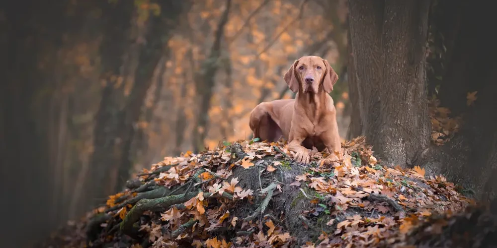 Vizsla : Le chien de chasse qui ne supporte pas la solitude
