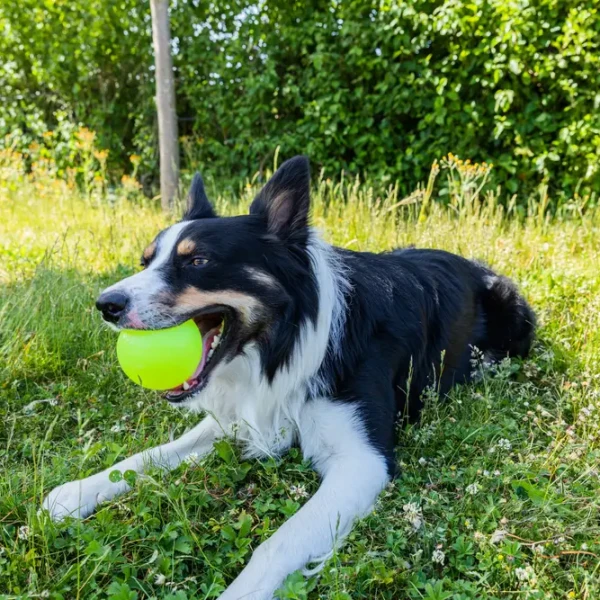 Chien de berger gallois