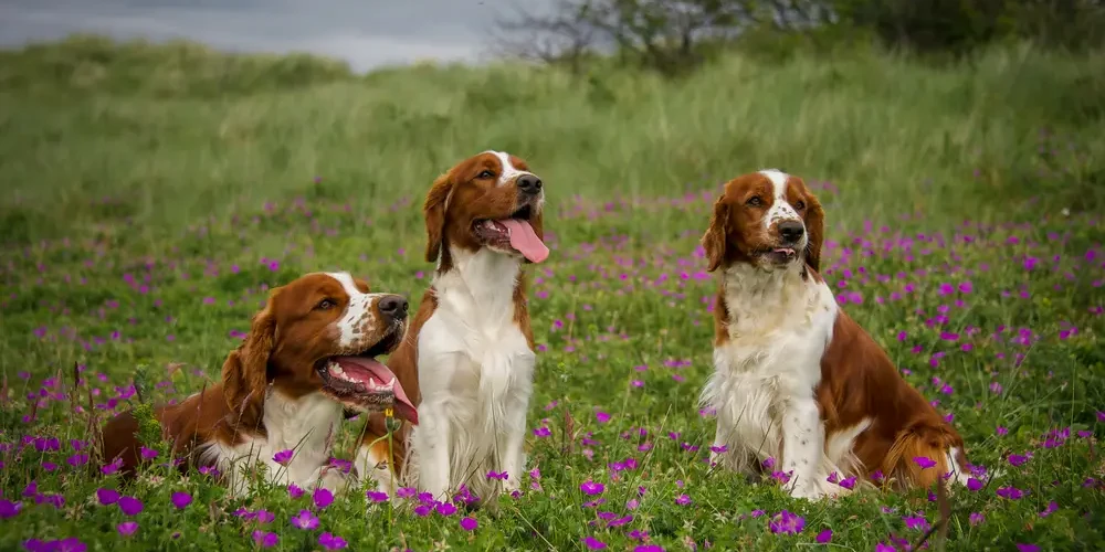Le Welsh Springer Spaniel : un chien de chasse au quotidien exigeant