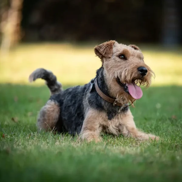 Welsh Terrier