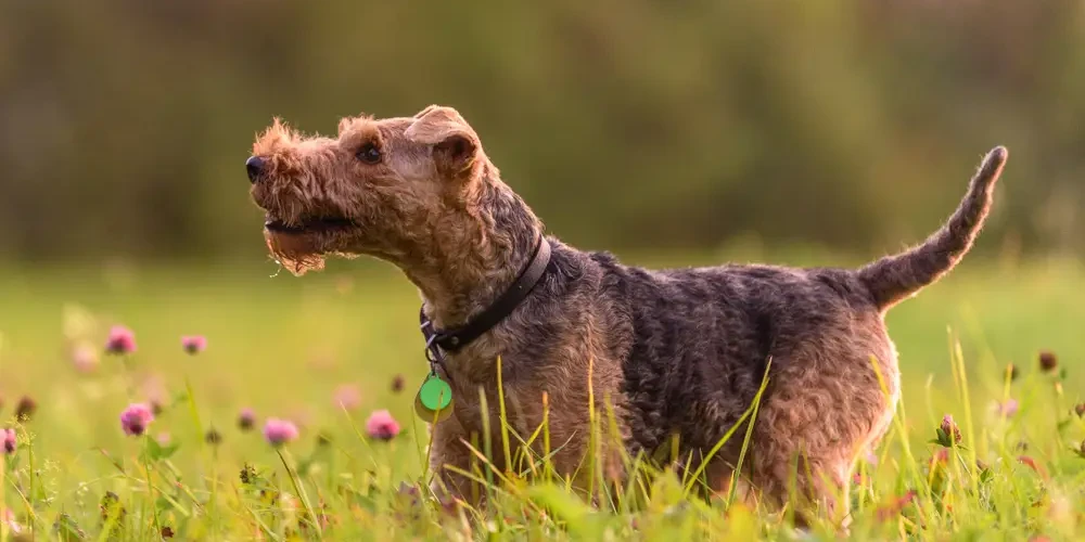 Le Welsh Terrier : un carré de muscle en costume fil de fer