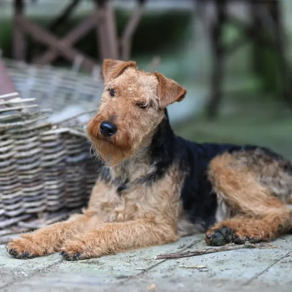 Welsh Terrier