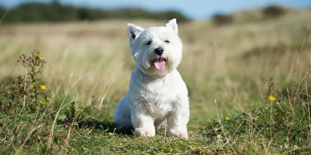 Le Westie, chien des Highlands au pelage de neige