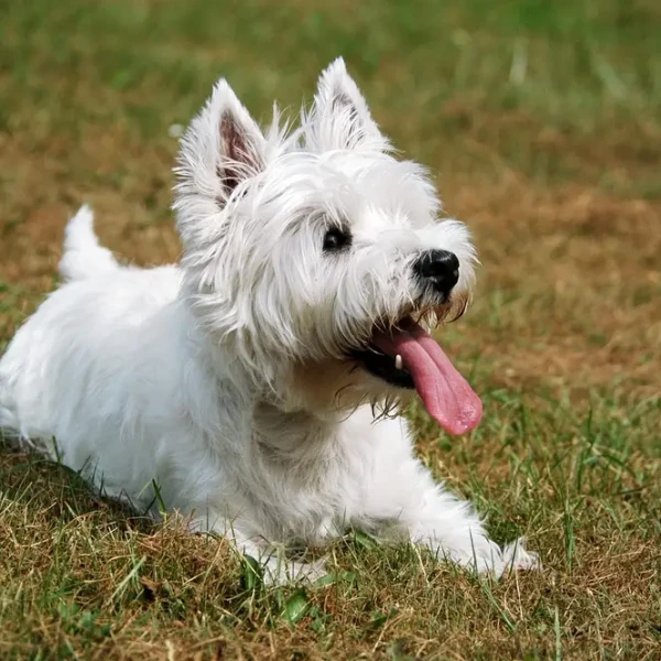West Highland White Terrier