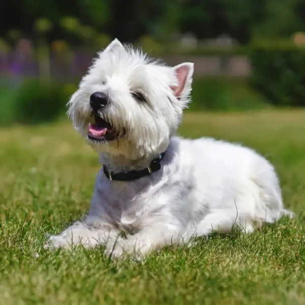 West Highland White Terrier