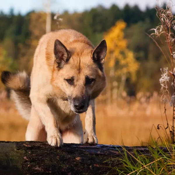 Laika De Siberie Occidentale