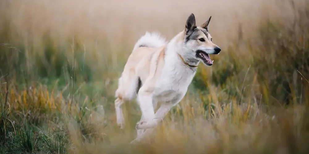 Laïka de Sibérie Occidentale : un chien de chasse au quotidien exigeant