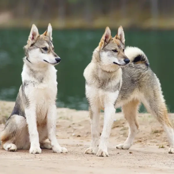 Laika De Siberie Occidentale