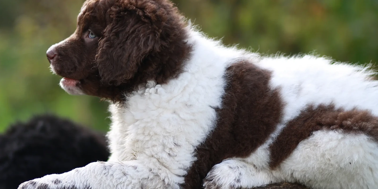 Le Wetterhoun : un chien d'eau frison au caractère bien trempé