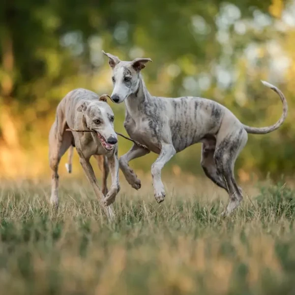 Whippet