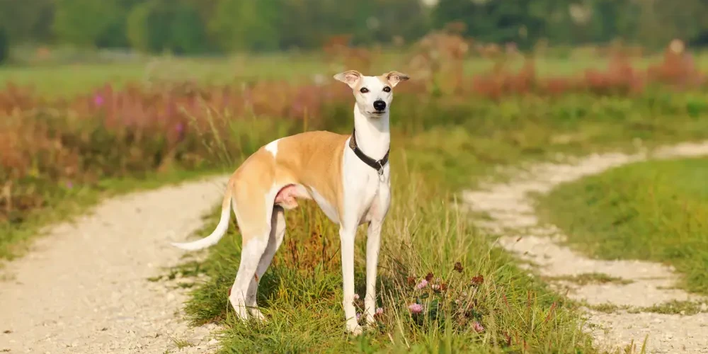 Le Whippet, lévrier miniature à la vitesse de l'éclair