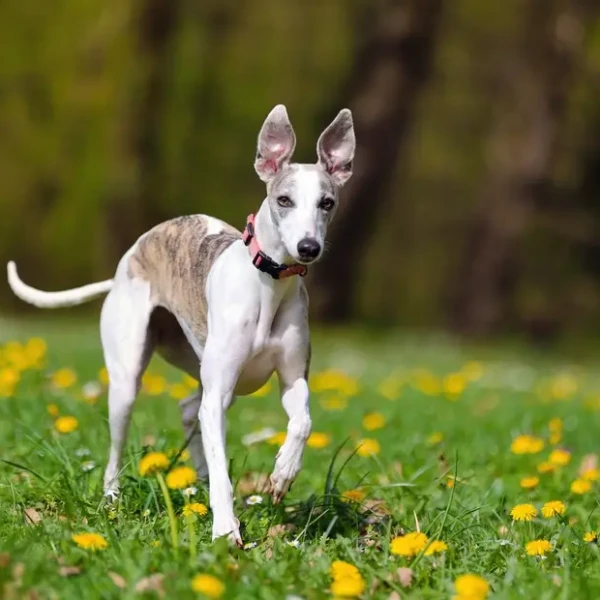Whippet