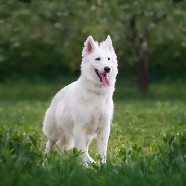 White-Swiss-Shepherd-Dog 02