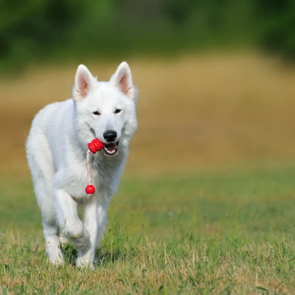 White-Swiss-Shepherd-Dog 03