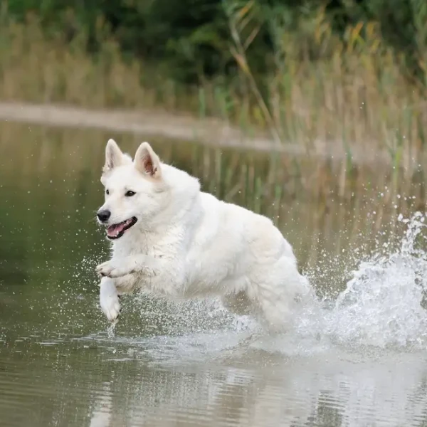 White-Swiss-Shepherd-Dog 04