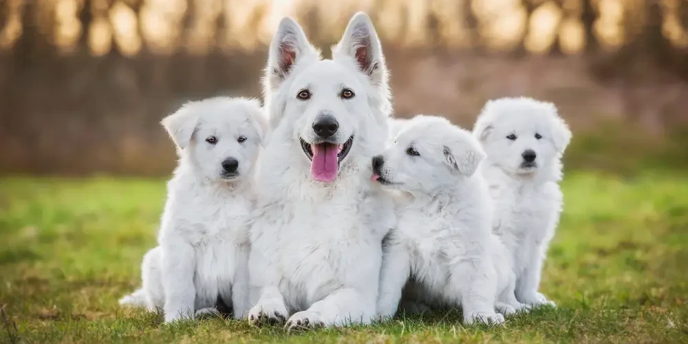White-Swiss-Shepherd-Dog 05