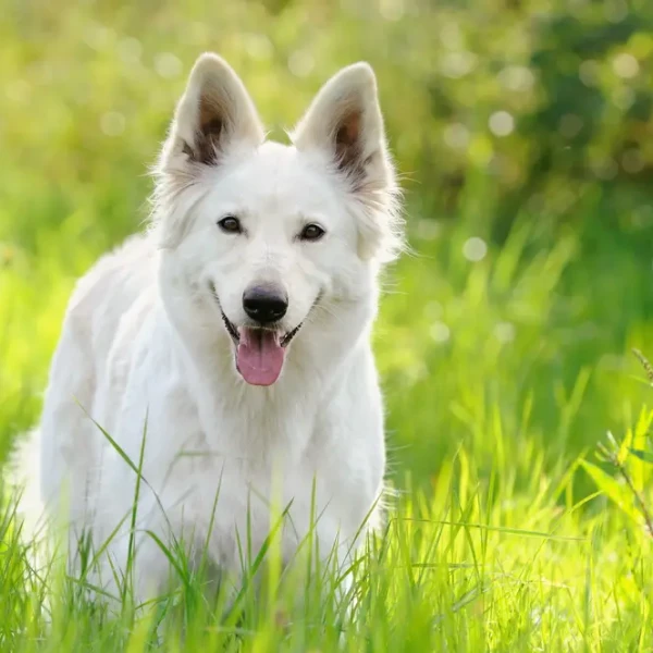 White-Swiss-Shepherd-Dog 06