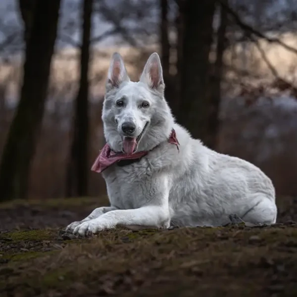 White-Swiss-Shepherd-Dog 07