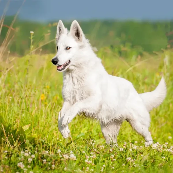 White-Swiss-Shepherd-Dog 08