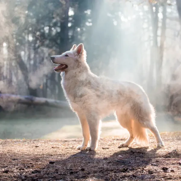 White-Swiss-Shepherd-Dog 10