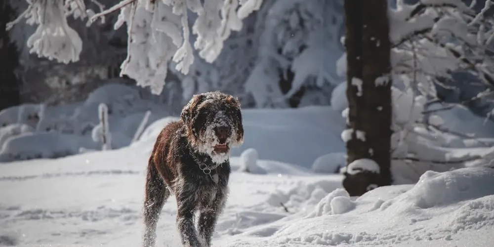 Le Griffon Korthals, chien d'arrêt né des fourrés