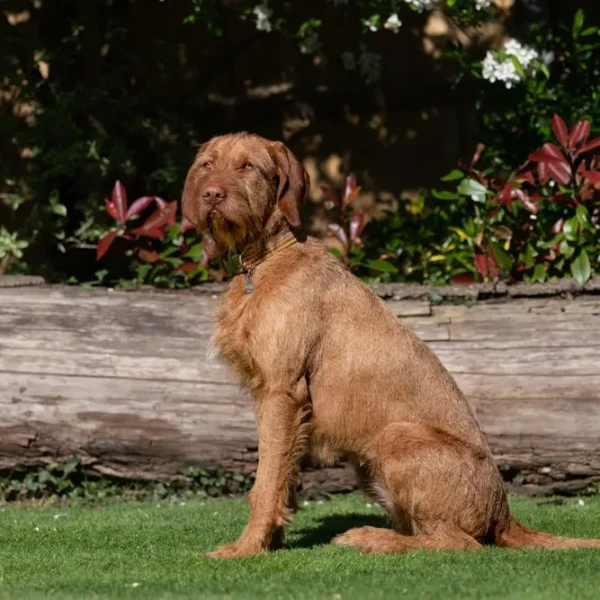 Wirehaired-Vizsla 02