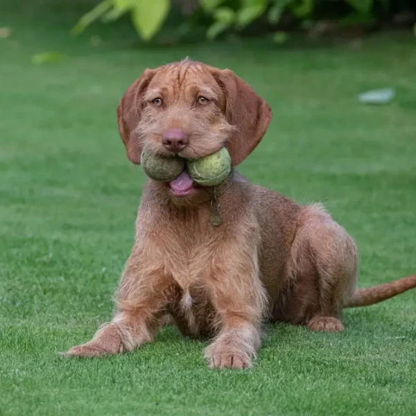 Wirehaired-Vizsla 03