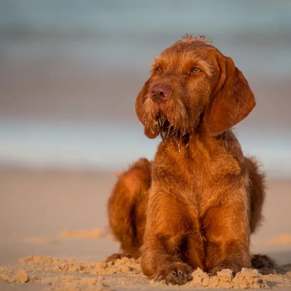 Wirehaired-Vizsla 05
